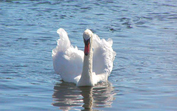 Swan Kalahamsa Symbol Of Enlightenment